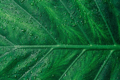 纹理的图片-绿叶
