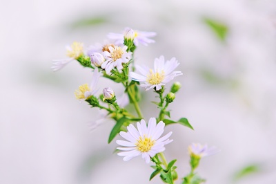 花势的图片-黄色柱头白瓣花特写照片