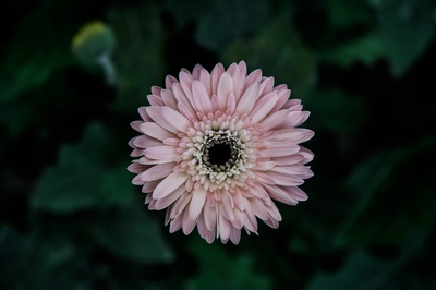 花势的图片-粉红非洲菊选择性聚焦照片
