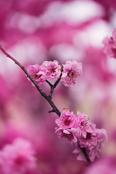 花势的图片-粉红色花瓣的花
