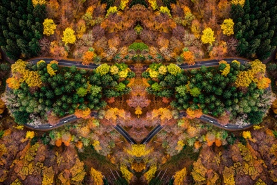 航拍的图片-树木航空照片