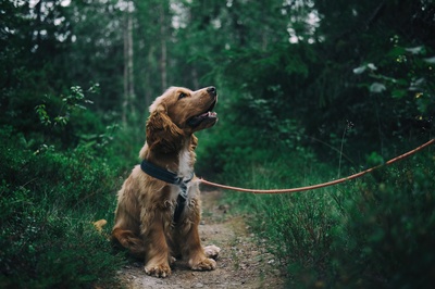 永远的宠物朋友的图片-英国可卡猎犬坐在草地旁