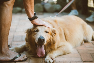 永远的宠物朋友的图片-金毛寻回犬