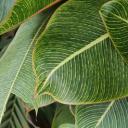 植物(Botany)