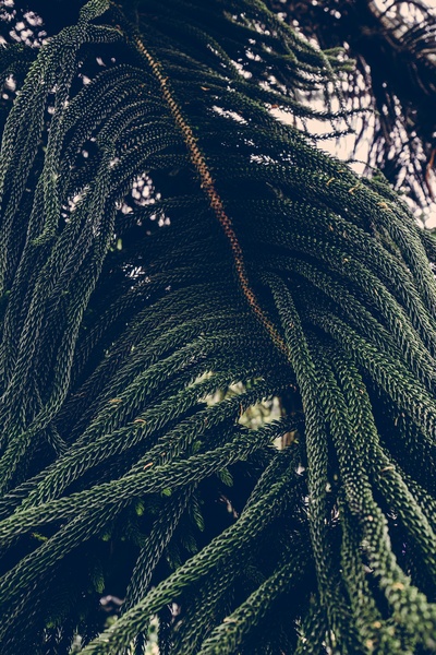 植物的图片-绿叶植物