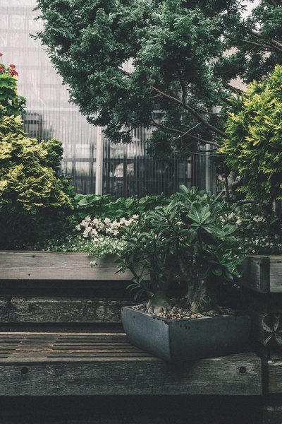 植物的图片-绿色植物