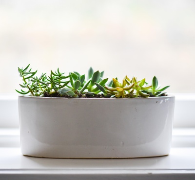植物的图片-学校和学习用品