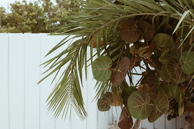 植物的图片-海滩、扇棕榈、栅栏