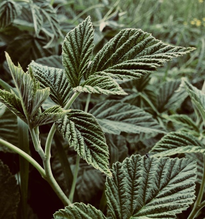 植物的图片-绿叶浅焦摄影