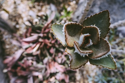 植物的图片-绿叶植物选择性聚焦照片
