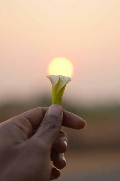 触摸的图片-拿着花的人