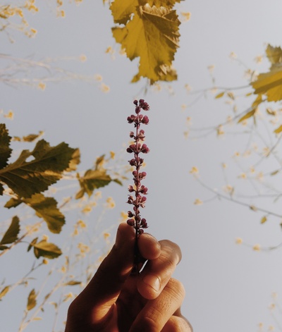 触摸的图片-紫花