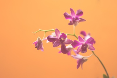 橙色之吻的图片-紫花