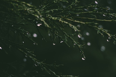 雨天的图片-草露特写照片
