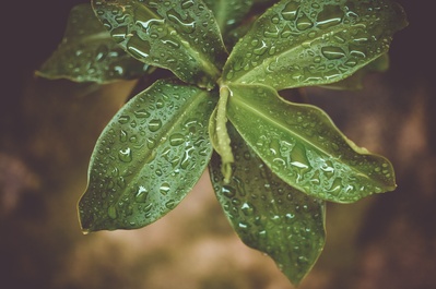 雨天的图片-绿色植物微热摄影