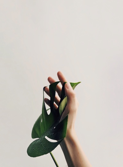 手机壁纸的图片-持绿叶人照片