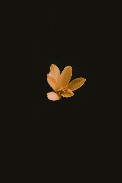 手机壁纸的图片-花的照片