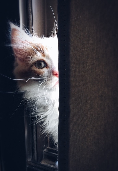 手机壁纸的图片-猫的特写镜头