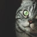 好奇的猫(Curious Cats)