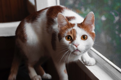 好奇的猫的图片-窗户上的橙色和白色的猫
