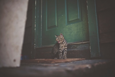 好奇的猫的图片-棕色门垫上的银色斑纹猫
