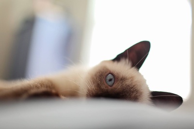 好奇的猫的图片-暹罗猫
