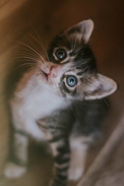 好奇的猫的图片-黑白相间的小猫抬头看
