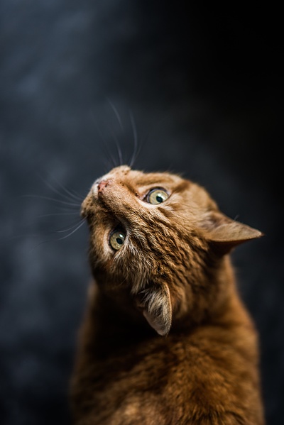 好奇的猫的图片-猫的选择性聚焦摄影