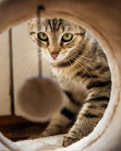 好奇的猫的图片-猫洞里的棕色和黑色斑纹猫