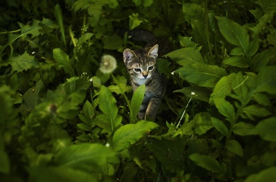 好奇的猫的图片-被绿叶植物包围的黑色和棕色短毛猫