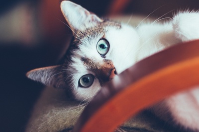 好奇的猫的图片-白猫浅焦摄影