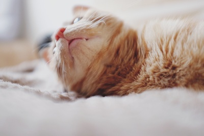 好奇的猫的图片-橙色斑纹躺在垫子上