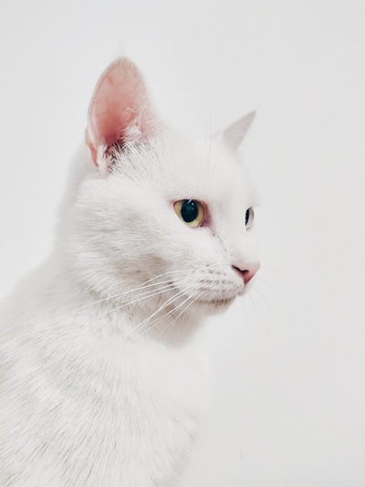 好奇的猫的图片-白猫特写照片