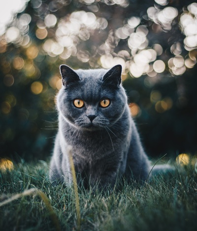 好奇的猫的图片-灰猫选焦照片