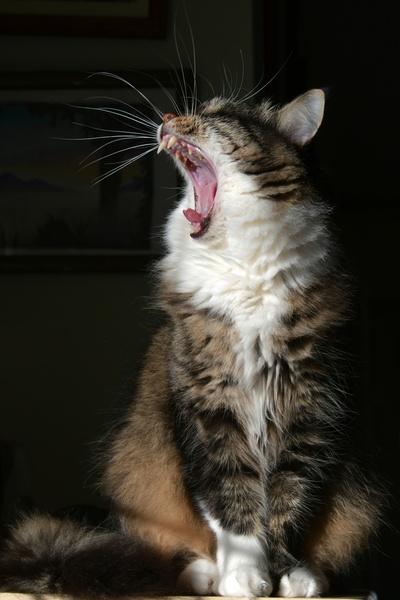好奇的猫的图片-猫打呵欠