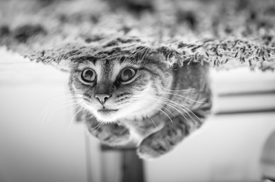 好奇的猫的图片-猫的特写镜头