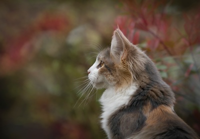 好奇的猫的图片-白色和棕色猫科动物的特写照片