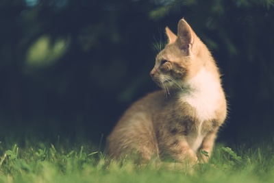 好奇的猫的图片-坐在草地上的橙猫的选择性聚焦摄影
