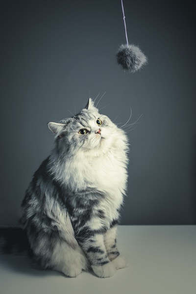 好奇的猫的图片-坐在白色表面的波斯猫
