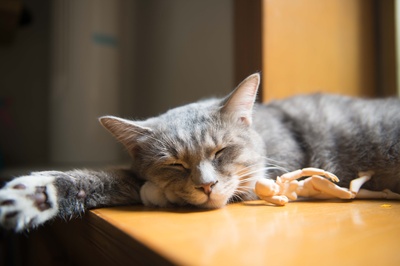 好奇的猫的图片-灰色和白色短涂层猫在棕色木制桌面上