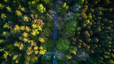美丽的背景的图片-森林中央的公路