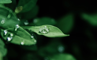 水滴的图片-树叶上水滴的微距摄影