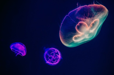 海洋生物的图片-三色水母
