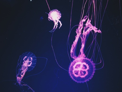 海洋生物的图片-粉红水母