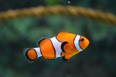 海洋生物的图片-小丑鱼游泳