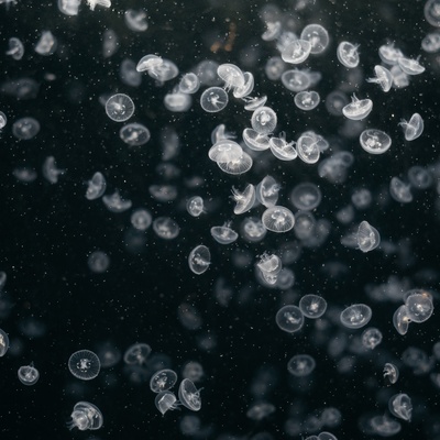 海洋生物的图片-小水母特写照片