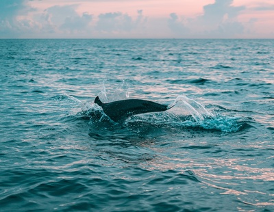 海洋生物的图片-水体摄影