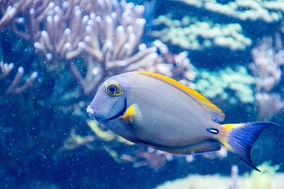 海洋生物的图片-灰黄咸鱼