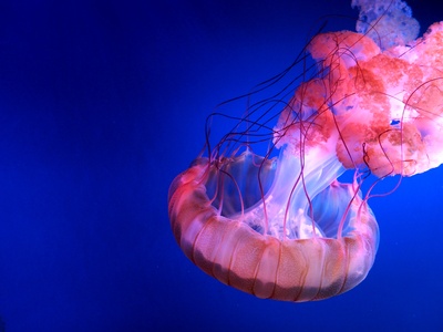 海洋生物的图片-红色水母