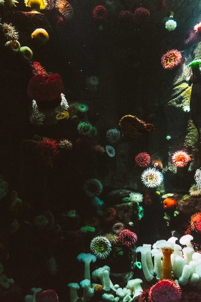 海洋生物的图片-各色珊瑚
